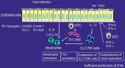 Innate Immune Responses by Respiratory Viruses, Including Rhinovirus, During Asthma Exacerbation